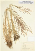 藏品(早熟禾屬)的圖片